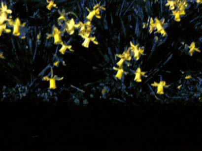 daffodils at night