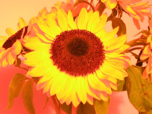 funky sunflower photo not sure how I did it